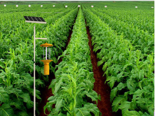 温室大棚中种植蔬菜能使用频振式杀虫灯么？