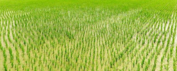 农业农村部:农残新标准出台 食品再添保障